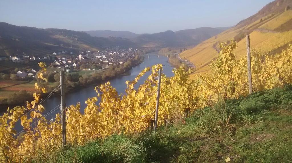 Apartament Weingut Matthias Dauns Reil Zewnętrze zdjęcie